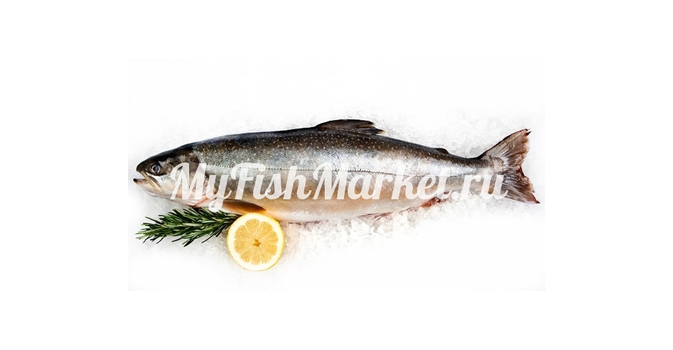 картинка Голец с/м 35+ Интернет магазина MyFishMarket.ru - доставка свежемороженой рыбы , морепродуктов , красной и черной икры в офис или на дом.