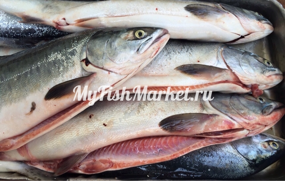 картинка Горбуша ПСГ Интернет магазина MyFishMarket.ru - доставка свежемороженой рыбы , морепродуктов , красной и черной икры в офис или на дом.
